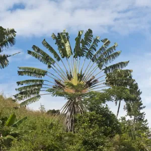 Reispalme oder Reisbaum - Ravenala madagascariensis - im natürlichen Lebensraum bei Manakara, Madagaskar Reispalme oder Reisbaum - Ravenala madagascariensis - im natürlichen Lebensraum bei Manakara, Madagaskar