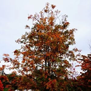 Tree in autumn Colours, Princes Street Gardens, Edinburgh, United Kingdom