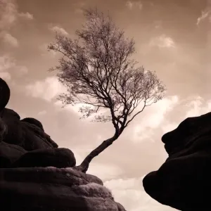 Brimham Rocks Lone Tree Print Brimham Rocks Lone Tree Print