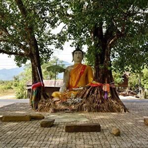 tree buddha along Vat Phou champasak Lao, Asia