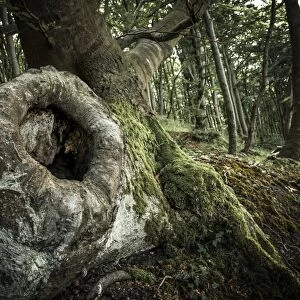 Tree cave in an Ancient Beech -Fagus-, Jasmund National Park, Rugen, Mecklenburg-Western Pomerania, Germany