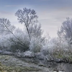 tree: CB2, overcast sky: CB2, landscape: CB2, idyllic: CB2, winter: CB2, riverbank: CB2 tree: CB2, overcast sky: CB2, landscape: CB2, idyllic: CB2, winter: CB2, riverbank: CB2