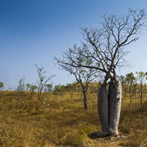 Tree couple, Baobab Trees -Adansonia sp. -, near Wyndham, Kimberley, Western Australia