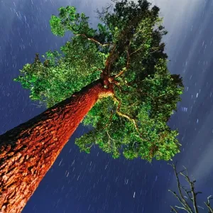 Tree of eternity Tree of eternity