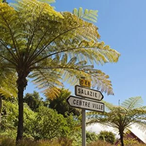 Tree ferns -Cyatheales- and direction signs, Hell-Bourg, Salazie, La Reunion, Reunion, France