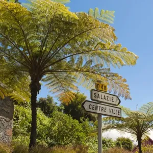 Bäume Farnen - Cyatheales -, Richtungszeichen Hell-Bourg , Salazie , Réunion , Frankreich Bäume Farnen - Cyatheales -, Richtungszeichen Hell-Bourg , Salazie , Réunion , Frankreich