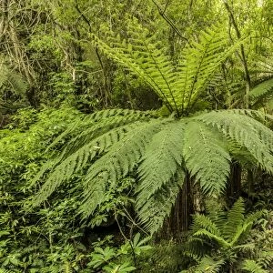 Tree Ferns -Cyatheales- along a hiking trail through primary rainforest, North Island, New Zealand