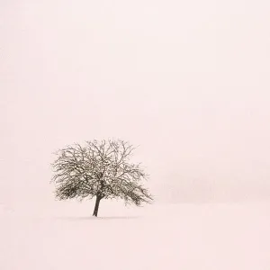 Tree in field of snow Tree in field of snow