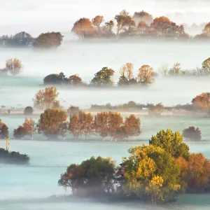 Tree Top Fog Print - Somerset Levels Landscape Tree Top Fog Print - Somerset Levels Landscape