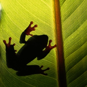 Tree frog (Hyla vasta) on leaf, silhouette