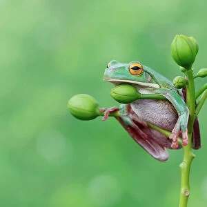 Tree frog sitting on a plant, Indonesia