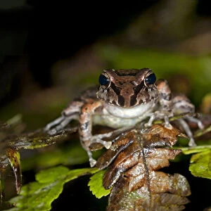 Tree frog species -Pristimantis w-nigrum-, Tandayapa region, Pichincha, Andean cloud forest, Ecuador, South America