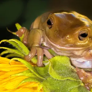 Tree Frog on Sunflower