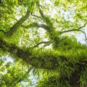 Tree with grass and moss on trunk and branches Tree with grass and moss on trunk and branches