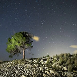 Tree on the top of a hill of landscape my arid one a night of sky with stars