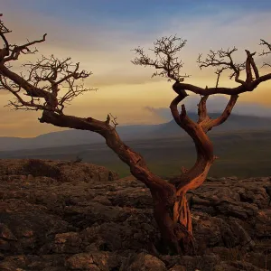 Tree on top of hill of Yorkshire Dales