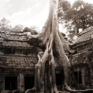 Tree invading the Ta Prohm temple at Angkor
