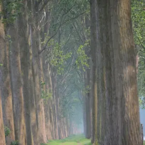Tree Lined Lane Print Tree Lined Lane Print