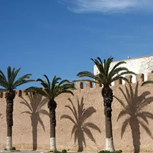 Tree-lined street, Essaouira, Morocco