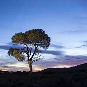 Tree in the mountain with crepuscular light