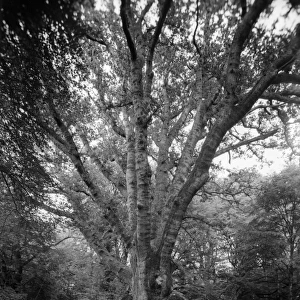 Tree In New Forest