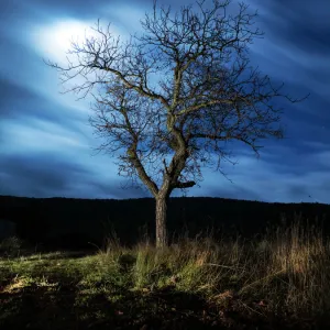 Tree in the night in the moonlight fills