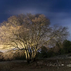 Tree in the night moved by the force of the wind