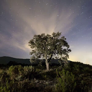 Tree, (oak) isolated in the top of a mountain to the dusk with crepuscular light