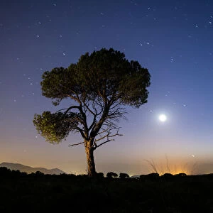 A tree of alone pine in the mountain, a night of blue sky of full moon and stars