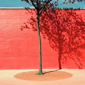 Tree by red wall