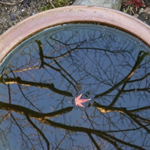 Tree reflection and maple leaf floating in basin, Kyoto, Honshu, Japan