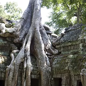 Tree roots covering temple ruins in the ancient city of Angkor Wat, Northwestern Cambodia