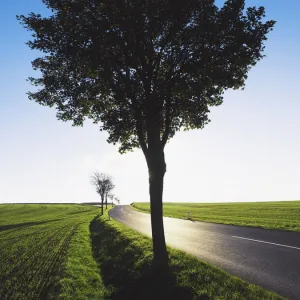 Tree on Rural Road