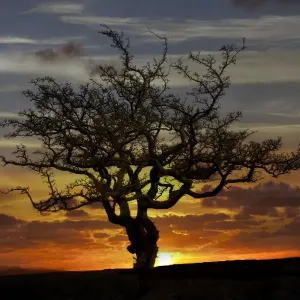 Tree silhouette Tree silhouette