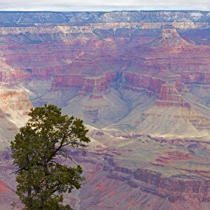 Tree and South Rim, Grand Canyon National Park, Arizona, USA