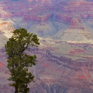 Tree at South Rim, Grand Canyon National Park Print Tree at South Rim, Grand Canyon National Park Print