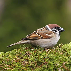 Tree sparrow -Passer montanus- eating sunflower seeds
