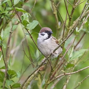 Tree Sparrow -Passer montanus-, Fuldabruck, Fuldabruck, Hesse, Germany