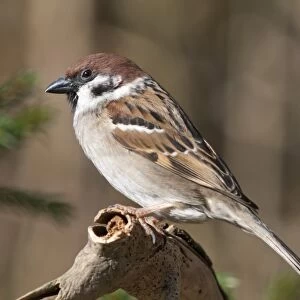 Tree Sparrow -Passer montanus-, Untergroeningen, Baden-Wuerttemberg, Germany, Europe