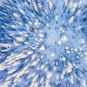 Tree tops seen from above in the winter