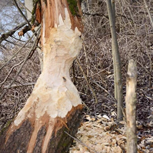 Tree trunk gnawed by a beaver in a riverside forest, Innufer Aue, bei Rosenheim, Upper Bavaria, Bavaria, Germany