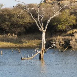Tree in water Print, Namibia Tree in water Print, Namibia