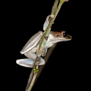 Treefrog -Osteocephalus sp. -, Tiputini rain forest, Yasuni National Park, Ecuador, South America
