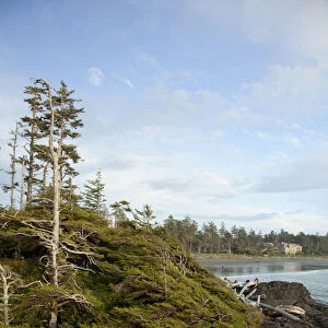 Trees And The Beach At Cox Bay Near Tofino; British Columbia Canada
