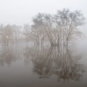 Trees in fog Trees in fog