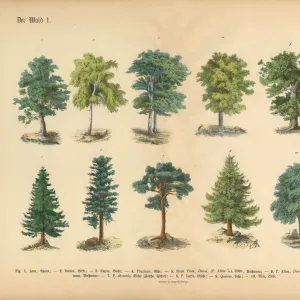 Trees in the Forest, Victorian Botanical Illustration