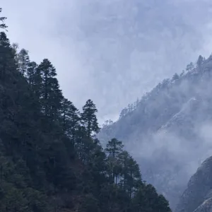 Trees growing on rural hillsides