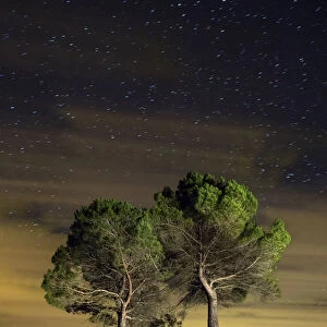 Two trees isolated under a sky of stars and clouds
