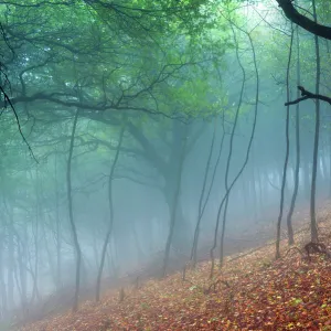 Trees in the mist. English Peak District. UK. Europe