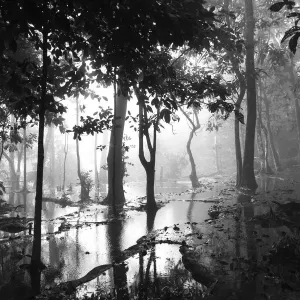 Trees in the mist on the wetlands on top of Kuang Si Falls Trees in the mist on the wetlands on top of Kuang Si Falls